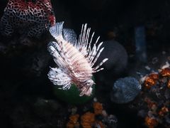 -暹罗海洋世界
