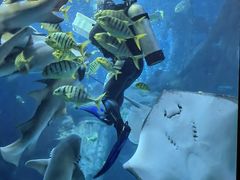 -太平洋海底世界