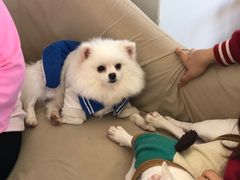 -怪兽屋·羊驼·猫咖·狗咖(俊华广场店)