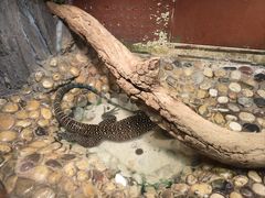 -上海大自然野生昆虫馆(东方明珠·爬宠昆虫探索中心)