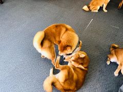 -柴源莊·柴小宠柴犬咖啡