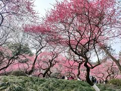-杭州植物园