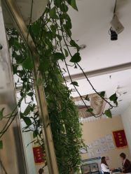 -卡尔诗·科技美肤连锁