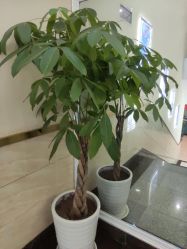 -成都军建医院·疤痕诊疗中心