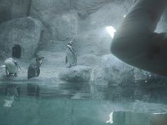 -合肥野生动物园