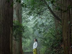 -天目山大树王景区