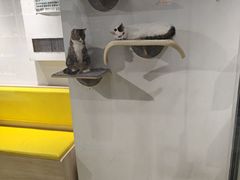-废柴猫概念馆·桌游电玩卡牌(人广世茂店)