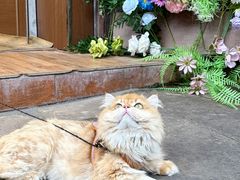 -磁器口古镇