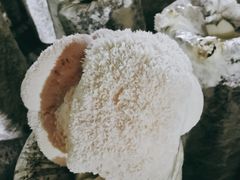 猴头菇-仙蘑洞