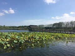 -溱湖国家湿地公园