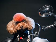 -超宠爱宠物摄影-Super pet