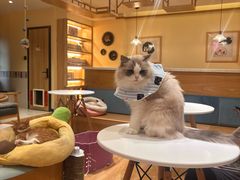 -滚猫咖啡·猫咖·猫友好撸猫(未来城店)