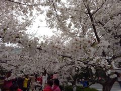 -武汉大学-樱园