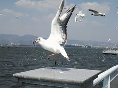 -海埂大坝