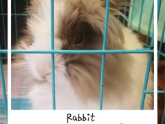 -志龙皇冠吃货椰子铺
