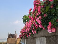 -上海滨江森林公园