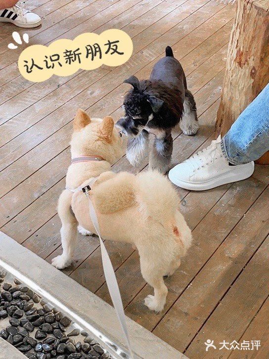 重庆探店丨重庆宠物店天花板罐头还五折❗🐶