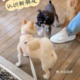重庆探店丨重庆宠物店天花板罐头还五折❗🐶