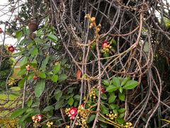 -柬埔寨国家博物馆