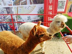 -秀丽东方