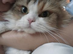 -瑞派康怡24h宠物医院·犬猫医疗中心·微创绝育(瑞景分院)