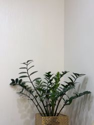-智美品质医美