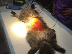 -瑞鹏宠物医院·爱宠堂·骨外专科(西荷分院)