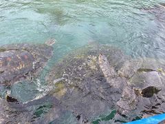 -海南分界洲岛旅游区