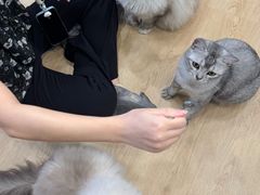 -有喵·猫咖·狗咖·30几只猫10只小狗(岗厦店)