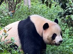 -云南野生动物园