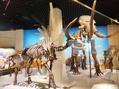 -国家自然博物馆