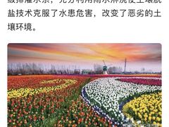 -荷兰花海