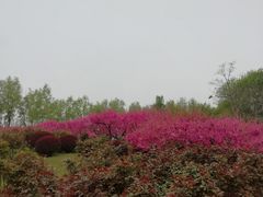 -莲花池公园