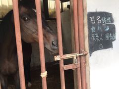 -月河湾马术俱乐部(朝阳店)
