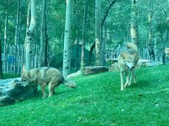 -北京野生动物园