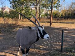 -大连森林动物园