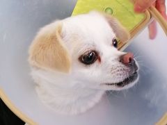 -艾吉宠物医院·疑难杂症转诊中心·猫友好(碧江路院)