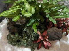 android_upload_pic-双季花艺园艺市场(浦东店)