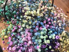 -荷兰花海