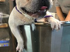 -PETKIT小佩宠物·低压洗护(国顺东路店)