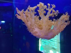 -芜湖新华联大白鲸海洋公园