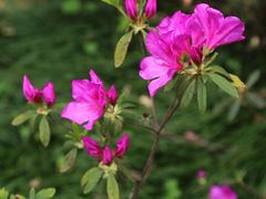 -南宁良凤江国家森林公园