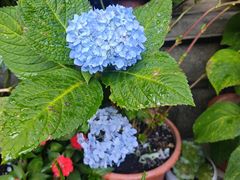 -龙姐私房菜(和顺古镇店)