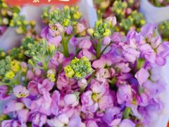 -循礼门鲜花花市(武汉循礼门店)