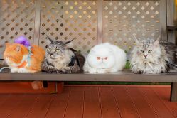 -派对猴生日派对策划(浦东店)