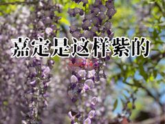 -嘉定紫藤园