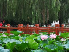 -白洋淀景区