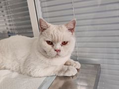 -瑞派福兴宠物医院犬猫全科·骨科·中西医结合(河东店)