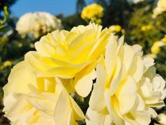 -人民公园(罗湖区)