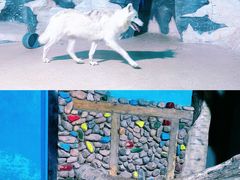 -海合安天津极地海洋公园